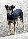 adoptable Dog in  named RANGER -Active friendly  SUPER  sweet
