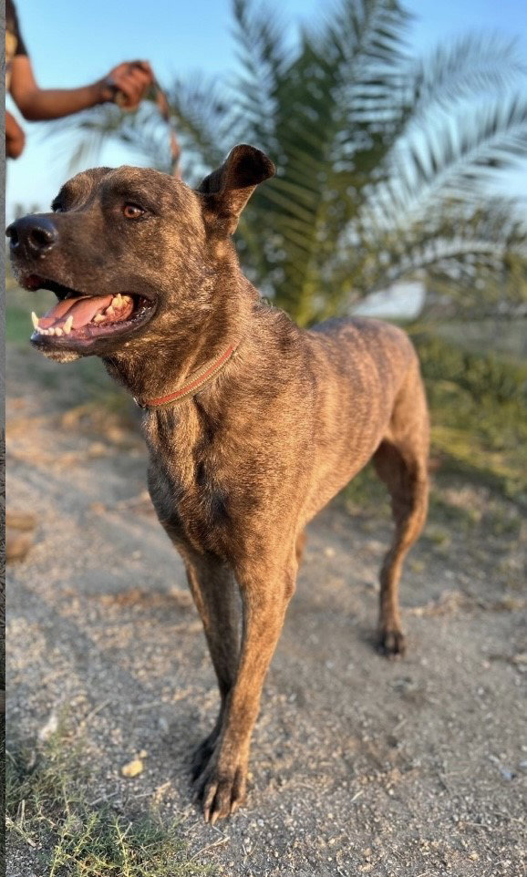 Dog for Adoption PETEY kind friendly gentle, a German Shepherd Dog