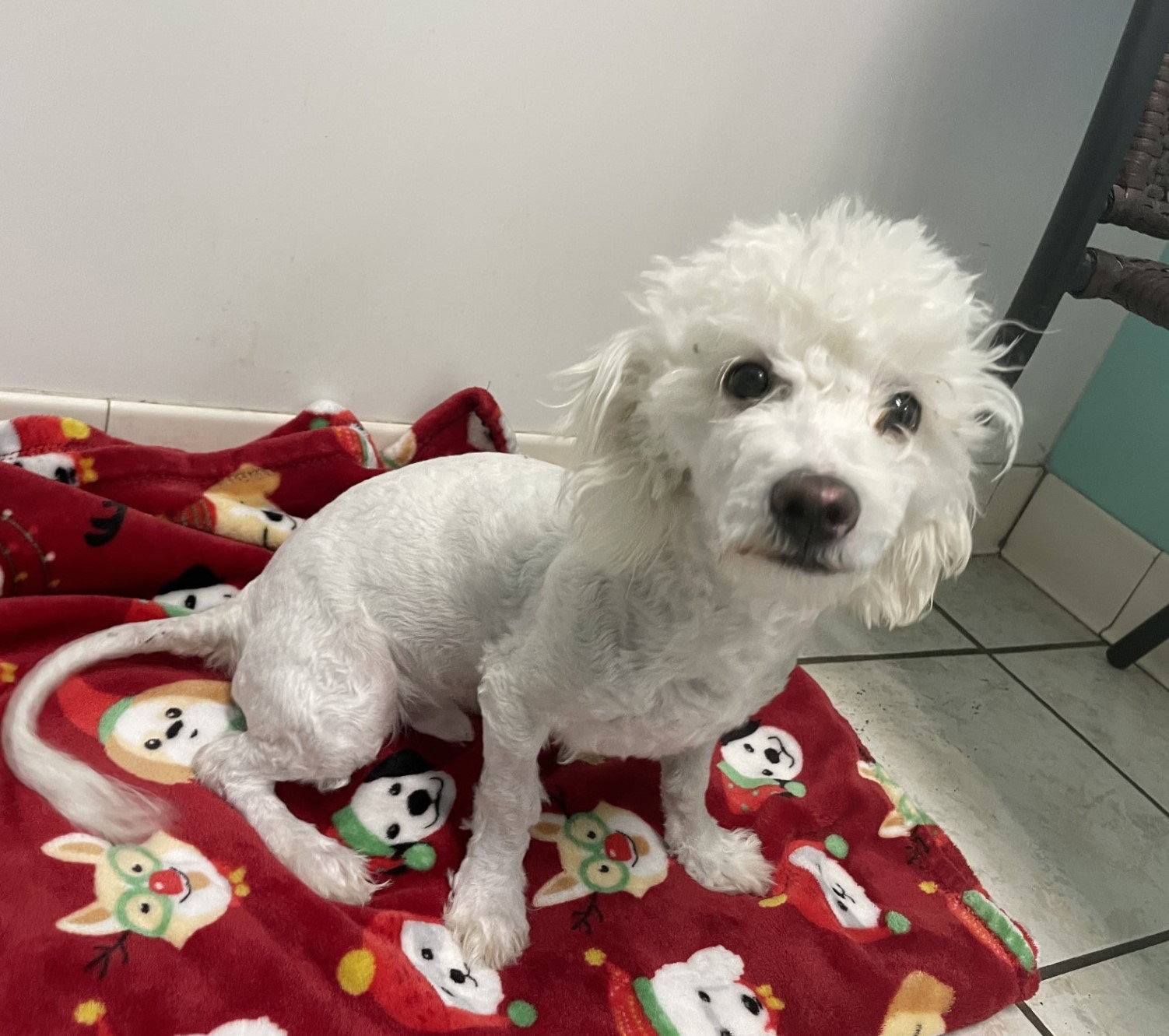Dog for Adoption PUFF darling 6 mo. 11 lb. sweetie, a Poodle (unknown type) in Gig Harbor