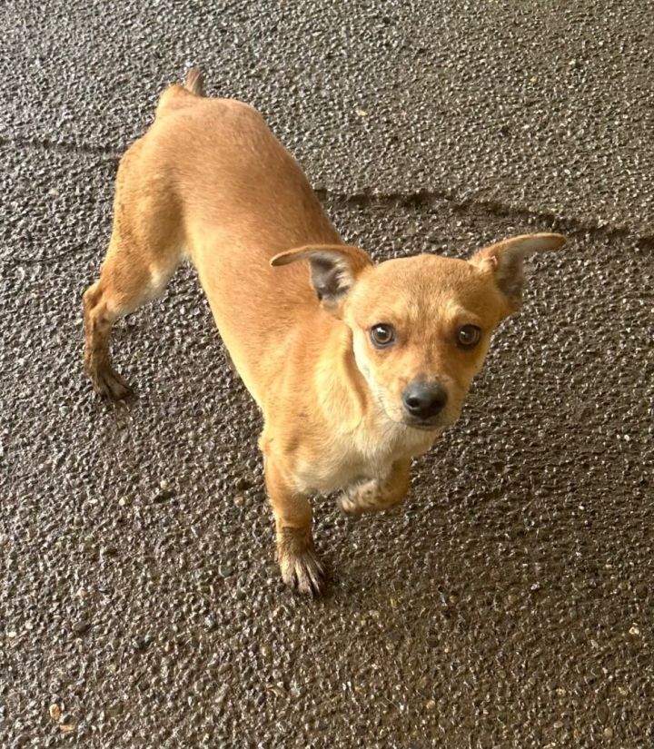 Dog for Adoption HAZEL & HENRY Rescued in mtns. Nd. 4 wk foster, a