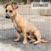 adoptable Dog in  named GEORGIE - happy playful 18 mo. old