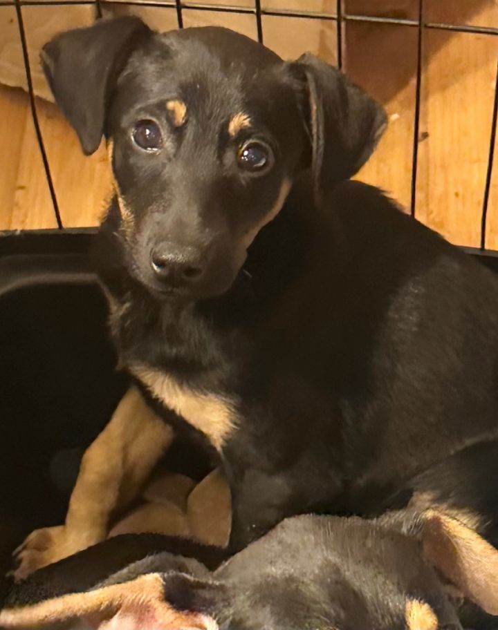 Dog for Adoption DOBIE LAB 11 WK PUPS, a Doberman Pinscher in Joint