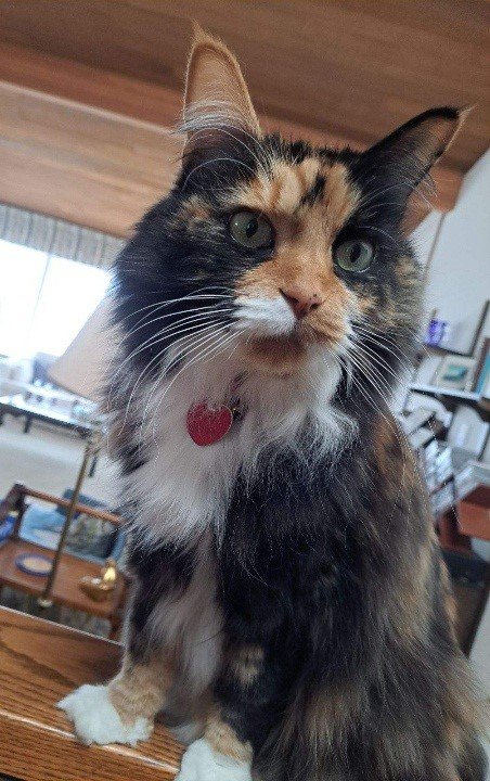 adoptable Cat in Seattle, WA named PRINCESS - 12 yr. old Calico nds a quiet home