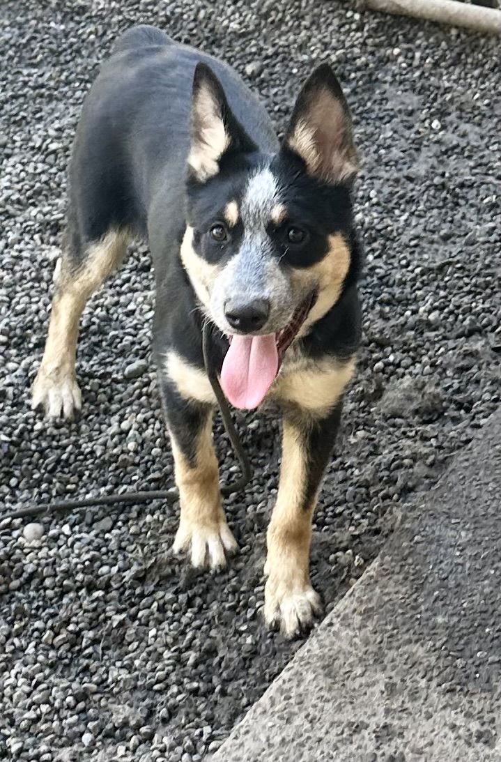 Dog For Adoption - Martina -5 Mo. Nds Foster Social And Active, A 