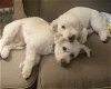 adoptable Dog in seattle, WA named CODY AND CHARLIE - Bonded buddies