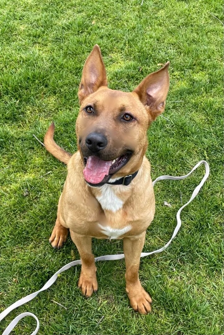 adoptable Dog in Seattle, WA named BRODY - outgoing friendly boy