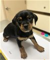 adoptable Dog in , WA named PHINEAS - 8 wk. old pup