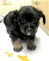 adoptable Dog in , WA named OLLIE - 8 wk old pup