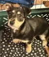 adoptable Dog in seattle, WA named APRIL - Happy social puppy