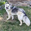 adoptable Dog in seattle, WA named ANYA - Smart sweet lovely dog friendly
