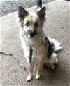 adoptable Dog in seattle, WA named ANYA - Smart gentle sweet lovely dog friendly