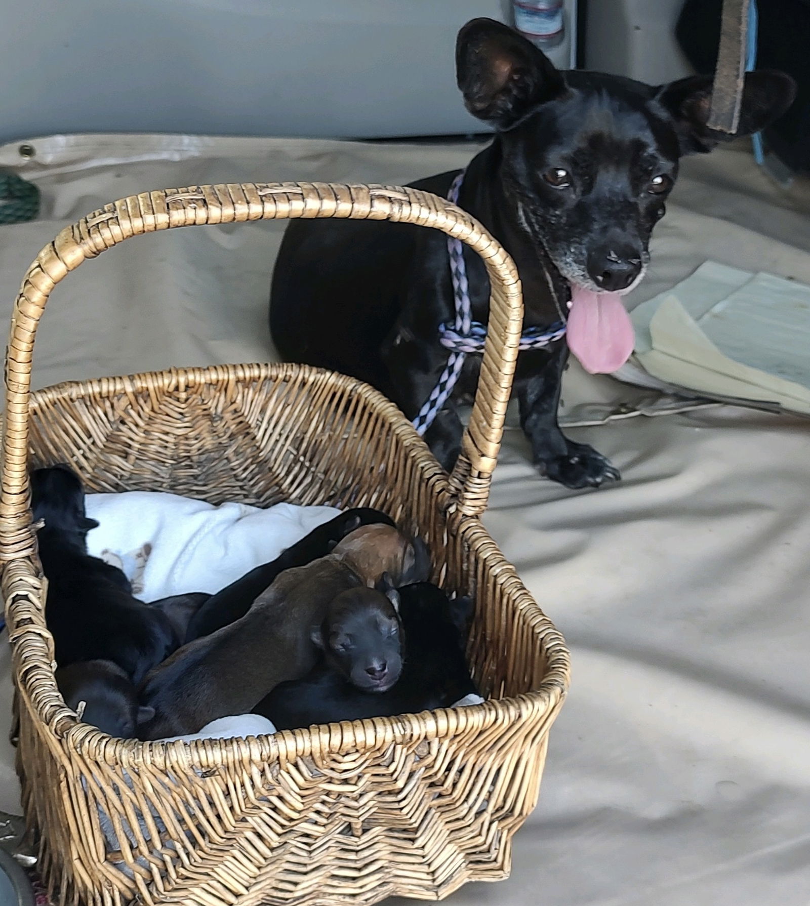 Dog for Adoption - URGENT - Chiweenie Mama & pups ND FOSTER, a ...