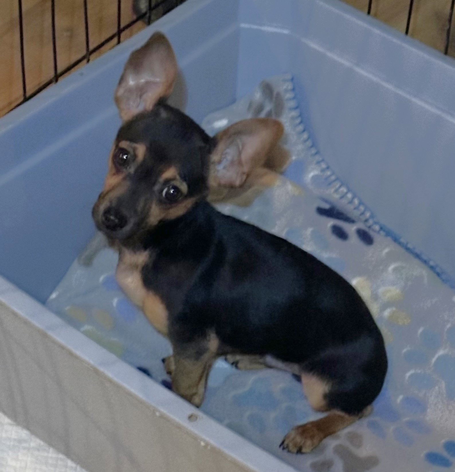 Dog for Adoption - CARLO - 12 wk 4 lb. cuddler, a Miniature Pinscher in ...