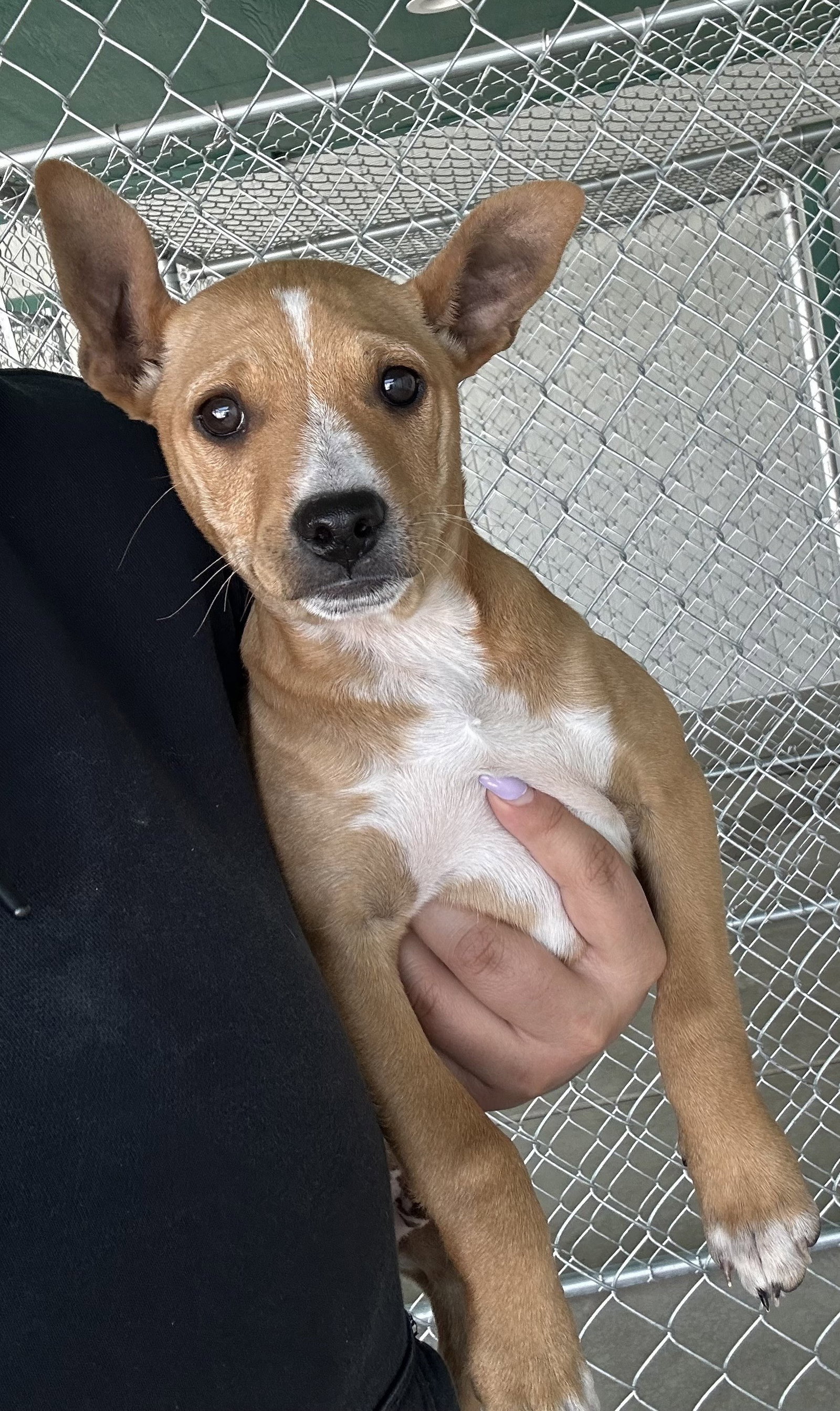 Dog for Adoption - ACE - Friendly playful social pup, a Chihuahua in ...