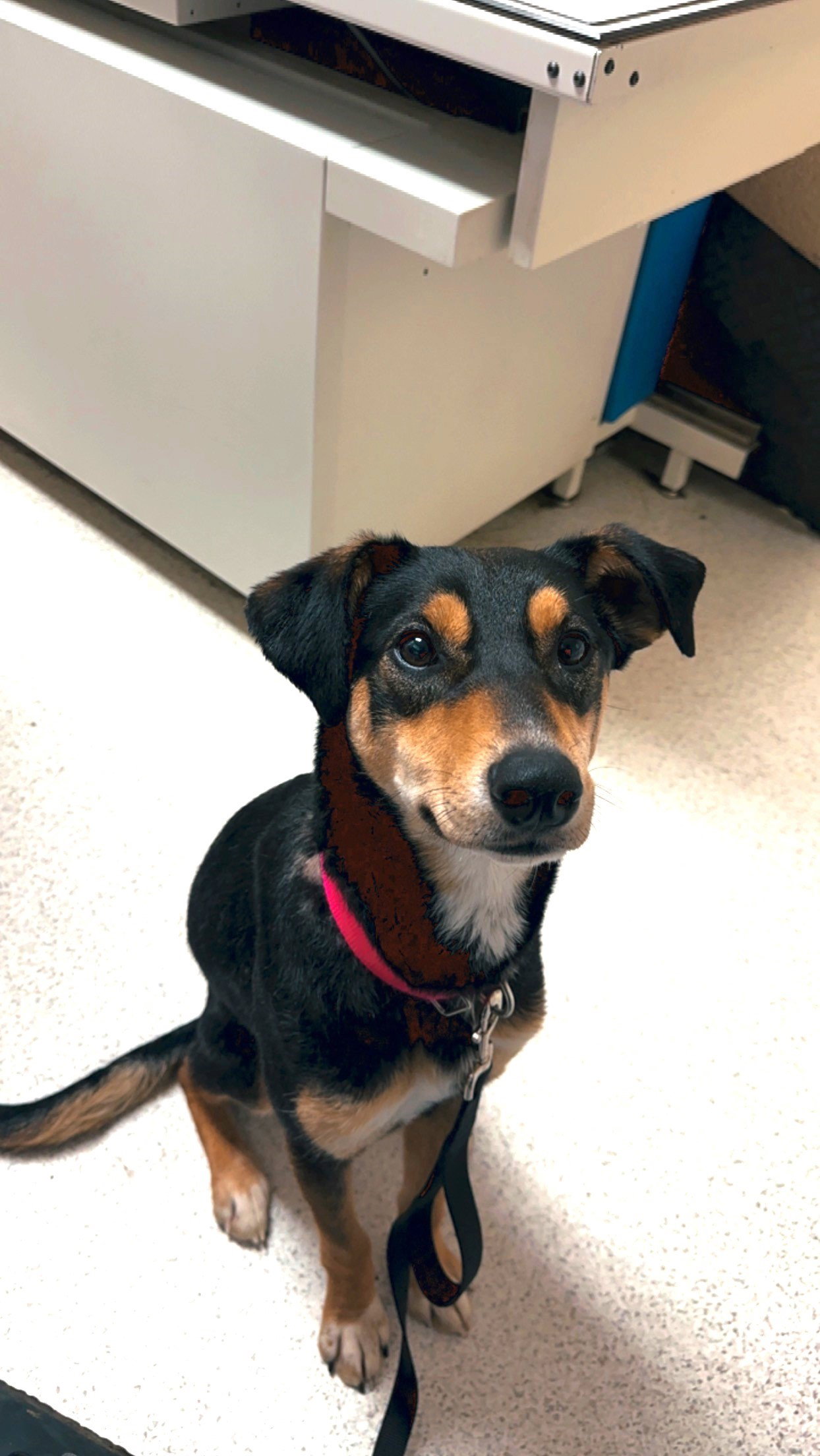Dog for Adoption SAGE loves people dogs & cats, a Doberman Pinscher
