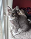 adoptable Cat in  named BEAN - 4 mo. playful cutie