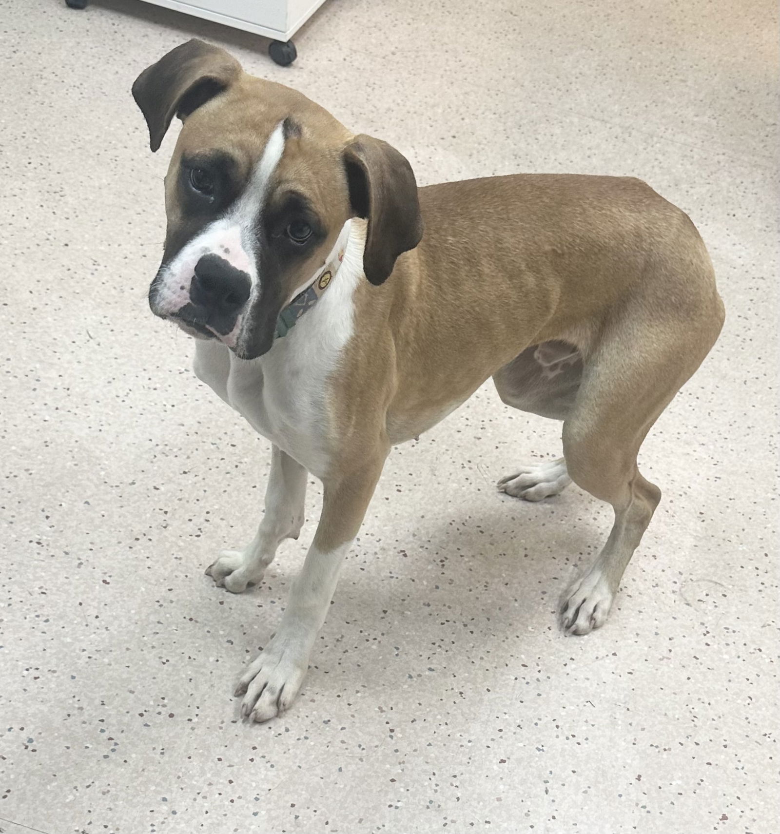 adoptable Dog in Seattle, WA named CHOWDER - Super sweet and gentle