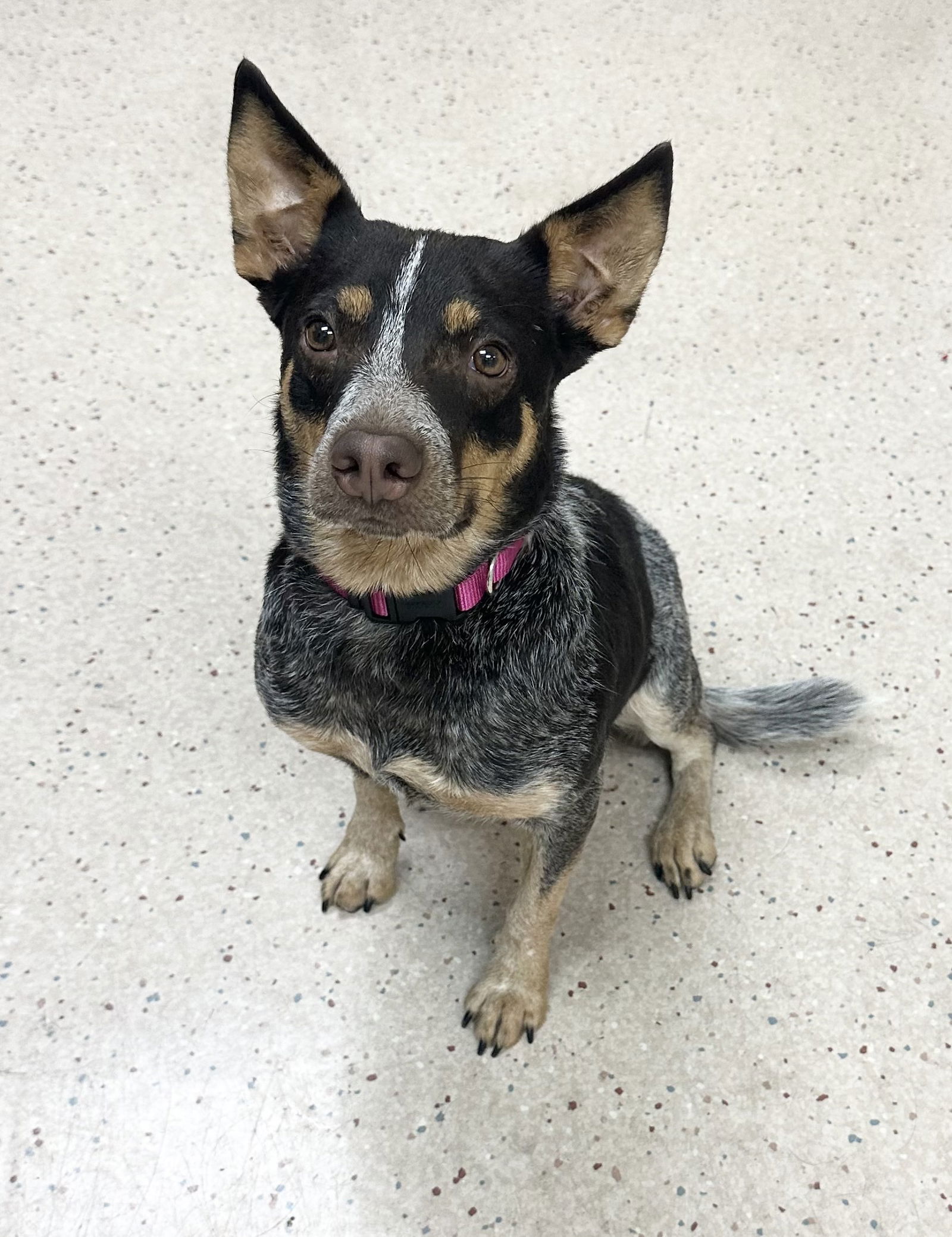 adoptable Dog in Seattle, WA named GYPSY - Friendly affectionate social beauty