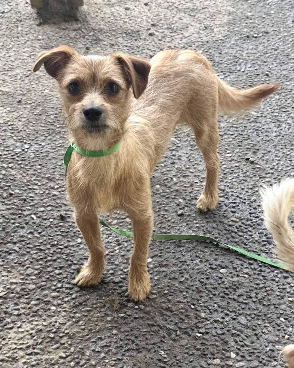 adoptable Dog in Seattle, WA named KIP - Gentle loving friendly