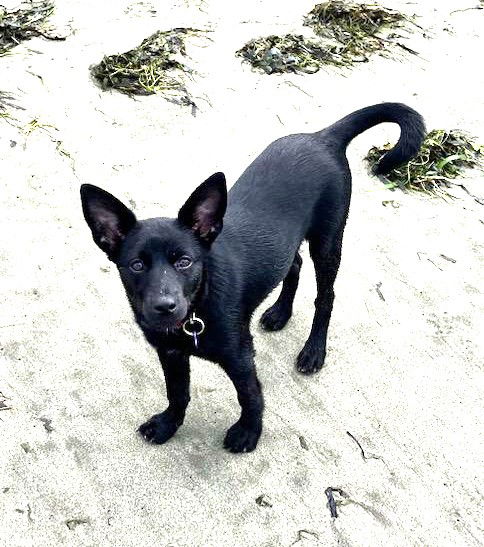 adoptable Dog in Seattle, WA named SAMMY - Playful friendliest 3 mo. pup