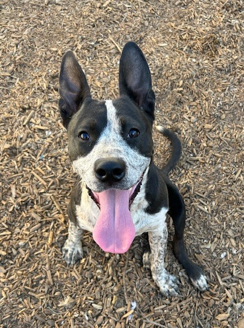 adoptable Dog in Seattle, WA named RUSTY -Gentle sweet loving boy