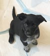 adoptable Dog in  named DARLING DARLA - 12 wk old sweet pup