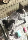 adoptable Dog in  named DOC - Adorable 12 wk. pup