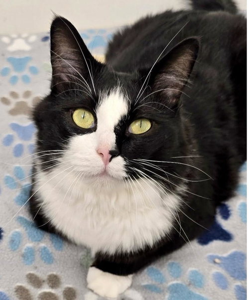 picture of the cat needing adoption
