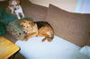Bridgett - Adopted!
