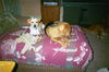 Bridgett - Adopted!