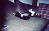 Molly - Adopted!