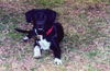 Molly - Adopted!