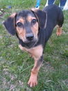 Joy - Adopted!
