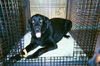 Star - Adopted!