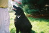 Star - Adopted!