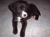 Joey - Adopted!