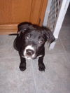 Cody - Adopted!