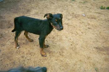Audrey - Adopted!