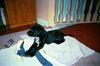 Andy/Gunny - Adopted!