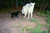 Andy/Gunny - Adopted!