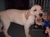 Jed - Adopted!