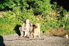 Jed - Adopted!
