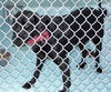 Chloe' - Adopted!