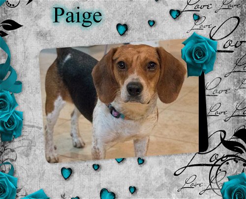 Paige/SAGE Adopted !!