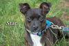 Star/Sarah-Adopted!