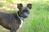 Star/Sarah-Adopted!