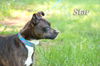 Star/Sarah-Adopted!
