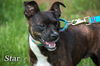 Star/Sarah-Adopted!
