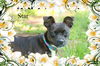 Star/Sarah-Adopted!