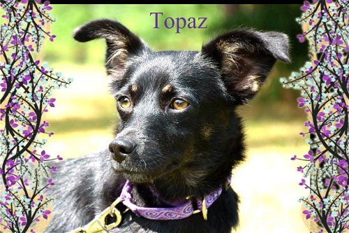 Topaz/Maggie/ADOPTED!